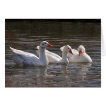 Tarjeta blanca del pato