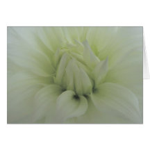 tarjeta blanca suave de la dalia
