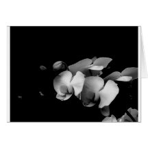 Tarjeta blanco y negro de la rama de la orquídea