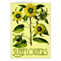 Tarjeta botánica 2 de la mañana de los girasoles
