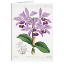 Tarjeta botánica de las orquídeas del vintage