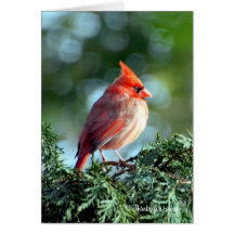 Tarjeta cardinal
