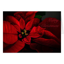 Tarjeta carmesí de las Felices Navidad del Poinset