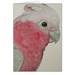 Tarjeta - Cockatoo