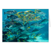Tarjeta colorida de los pescados de la natación