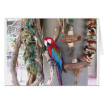 Tarjeta colorida del loro
