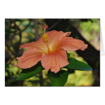 Tarjeta coralina del hibisco