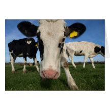 Tarjeta curiosa de la vaca