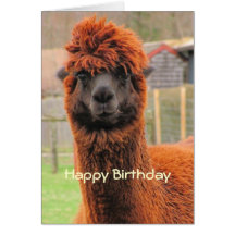 Tarjeta curiosa del ~ de la alpaca