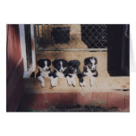 Tarjeta curiosa del perro de perritos del border c