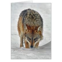 Tarjeta de acecho del lobo