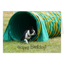 Tarjeta de Boston Terrier de la agilidad del feliz