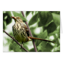 Tarjeta de Brown Thrasher