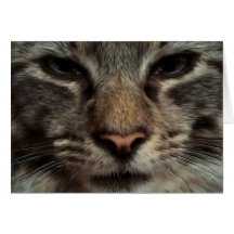 Tarjeta de cara del gato