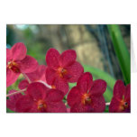 Tarjeta de caras de la orquídea - personalizable d