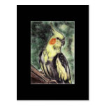 Tarjeta de comercio del arte del Cockatiel ACEO Tarjetas Postales