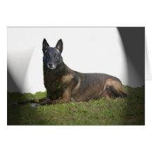 Tarjeta de condolencia de Malinois del belga