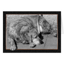 Tarjeta de condolencia del perro casero