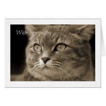 Tarjeta de condolencia masculina del gato