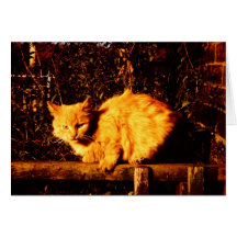 Tarjeta de condolencia para el dueño del gato