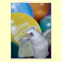 Tarjeta de cumpleaños del Cockatoo tarjetas