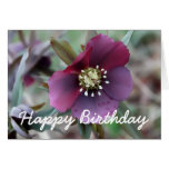Tarjeta de cumpleaños del Hellebore