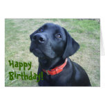 ¡Tarjeta de cumpleaños del perrito!