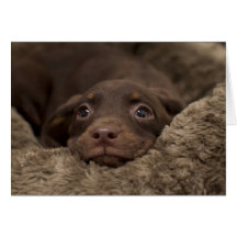 Tarjeta de cumpleaños del perrito del foco para un