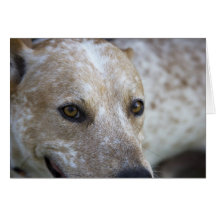 Tarjeta de cumpleaños del perro