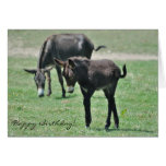 Tarjeta de cumpleaños del potro del burro