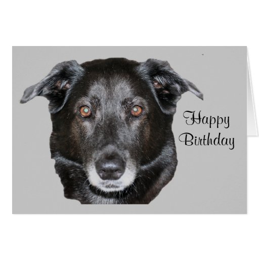 Tarjeta de cumpleaños negra del perro del labrador
