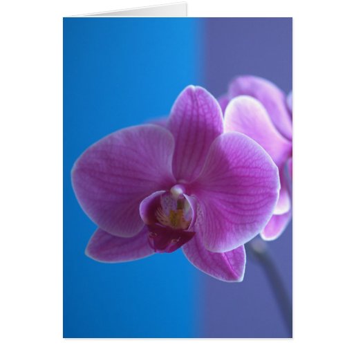 Tarjeta de cumpleaños para la hija -- Orquídea