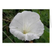 Tarjeta de encargo de la flor blanca bonita de la 
