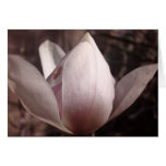Tarjeta de felicitación azucarada de la magnolia