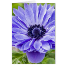 Tarjeta de felicitación azul de la flor del aster