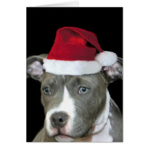 Tarjeta de felicitación azul del perrito del pitbu