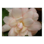 Tarjeta de felicitación blanca de la flor de la be