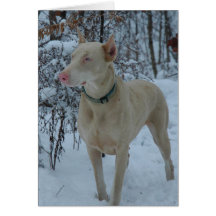tarjeta de felicitación blanca del doberman
