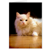 Tarjeta de felicitación blanca sonriente del gato