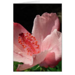 Tarjeta de felicitación centrada del hibisco