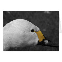 Tarjeta de felicitación - cisne de Bewick
