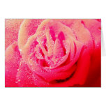 Tarjeta de felicitación color de rosa de la rapsod