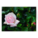 Tarjeta de felicitación color de rosa rosada