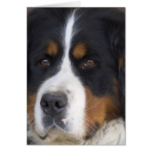 Tarjeta de felicitación de Berner Sennenhund