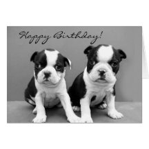 Tarjeta de felicitación de Boston Terrier del feli