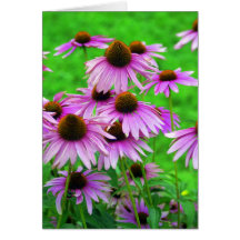 Tarjeta de felicitación de Coneflower