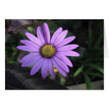 Tarjeta de felicitación de la flor de Osteospermum