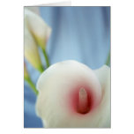 Tarjeta de felicitación de la flor del lirio del r