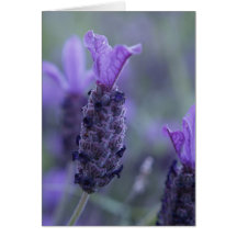 Tarjeta de felicitación de la foto de la flor de l