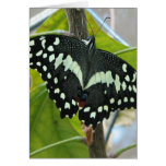 Tarjeta de felicitación de la foto de la mariposa